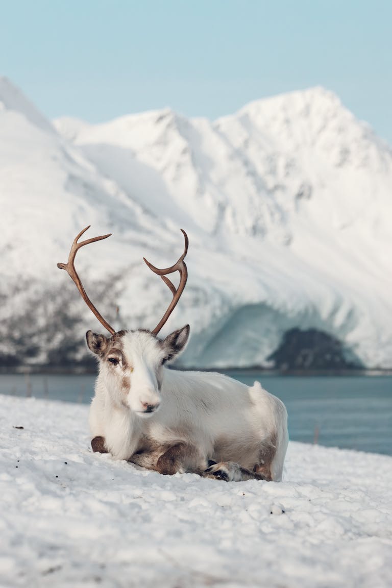 A reindeer sits peacefully on snowy ground with majestic mountains in Tromsø, Norway.